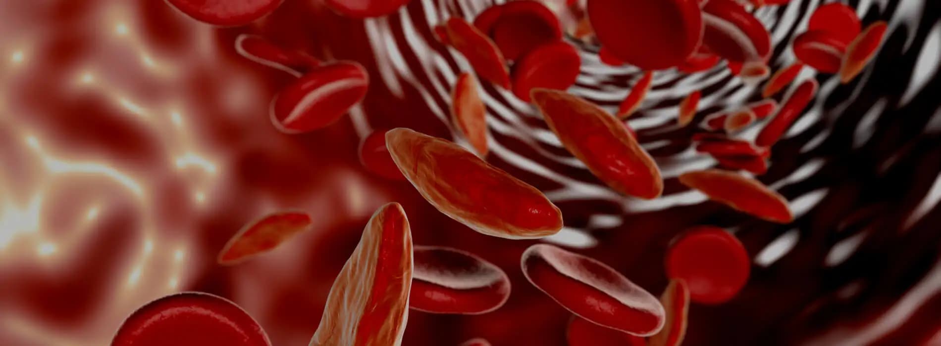Erytrocyty - dowiedz się więcej o anemii na Longevity+