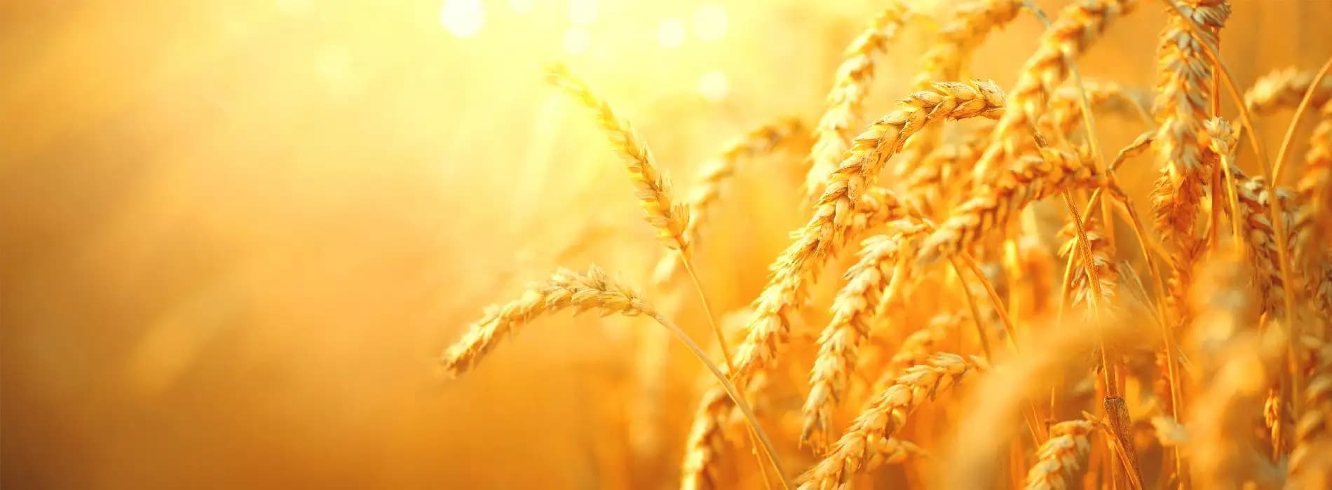 Jakie warto wykonać badania na celiakię?