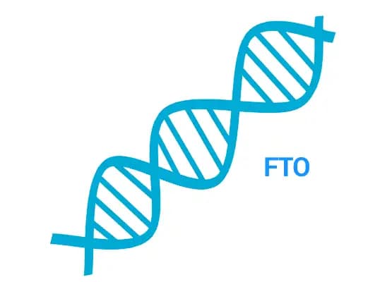 FTO – gen otyłości
