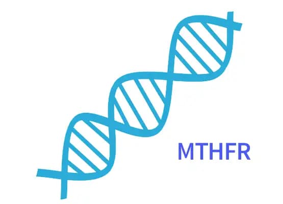 Termolabilny wariant MTHFR