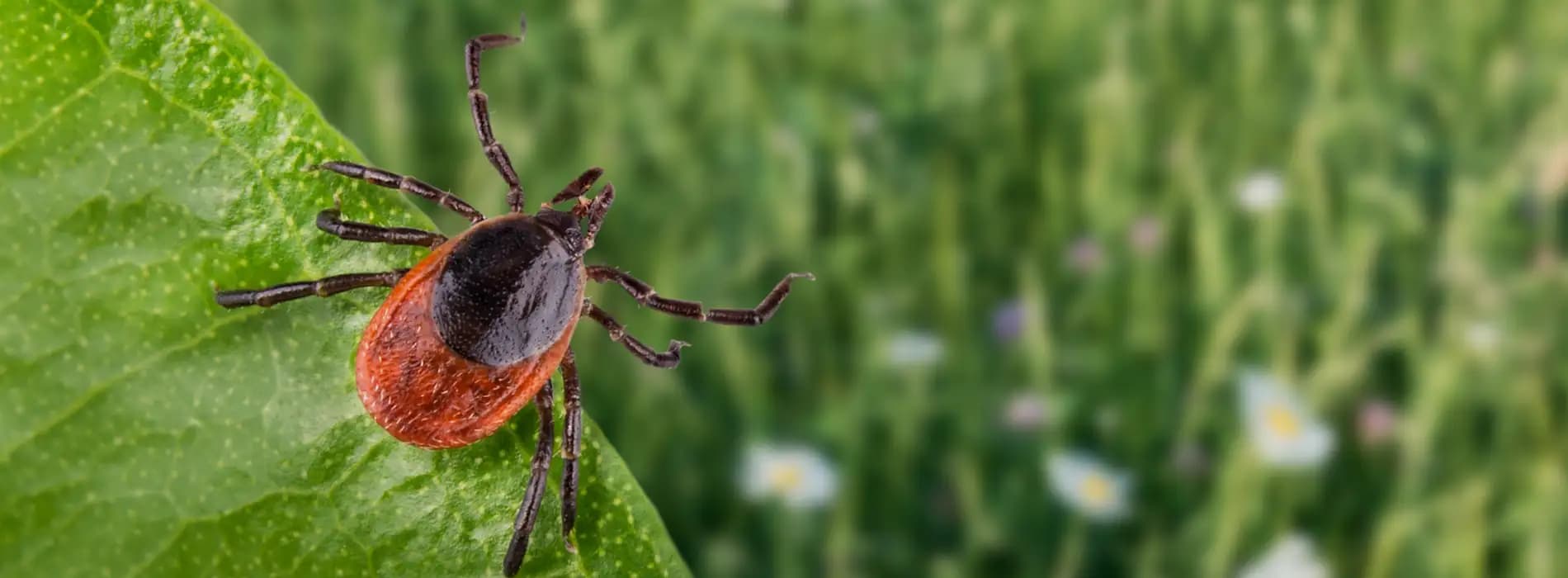 Co to jest neuroborelioza?