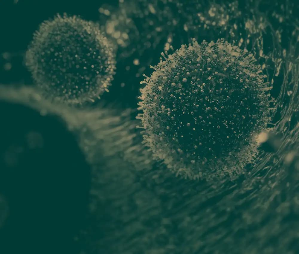 values-background-image