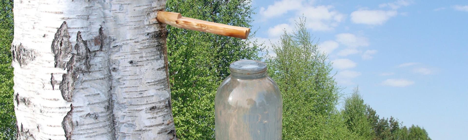 Sok z brzozy - właściwości, kiedy i jak pić, na co pomaga?