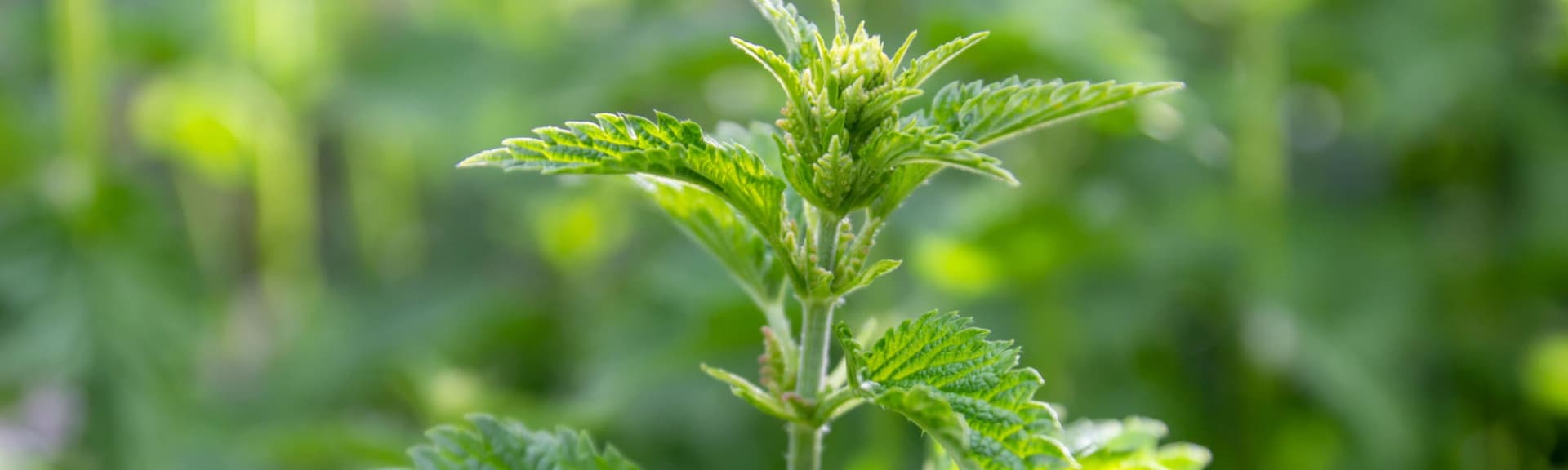 Pokrzywa — na co pomaga picie pokrzywy zwyczajnej?