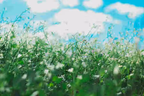 Test alergiczny Polycheck – panel oddechowy (20 alergenów)