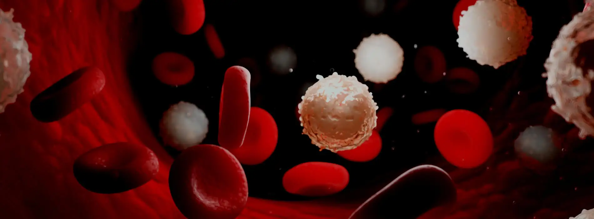 Białaczka - rodzaje, objawy, przyczyny