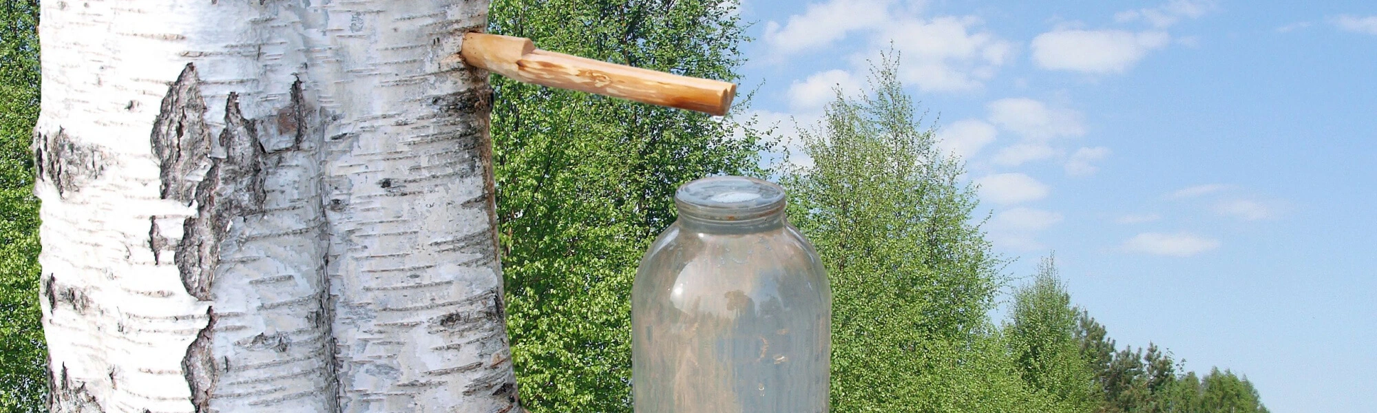 Sok z brzozy - właściwości, kiedy i jak pić, na co pomaga?